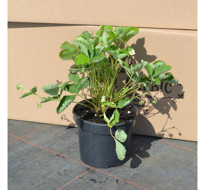 Саженцы земляники сорт Барон Солемахер, 2 года 2 л