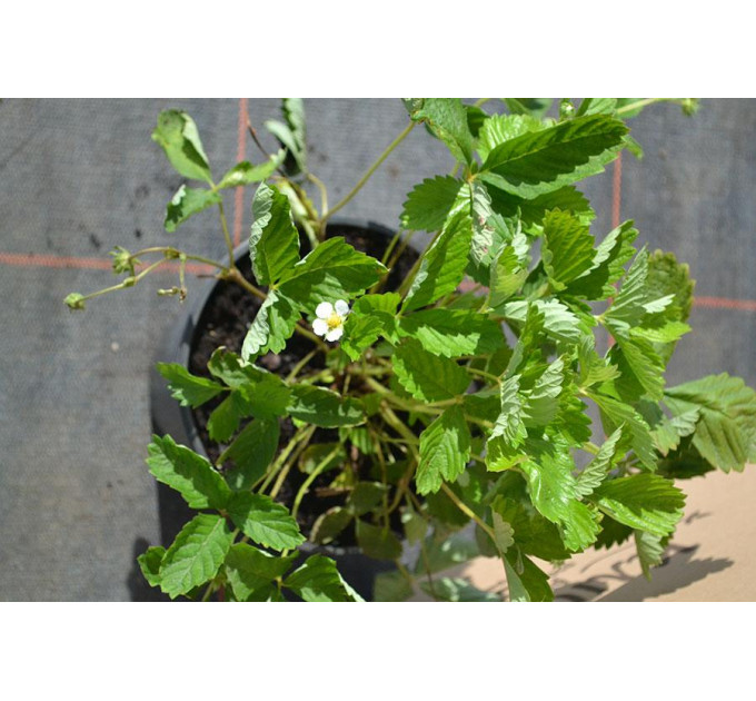 Саженцы земляники сорт Барон Солемахер, 2 года 2 л