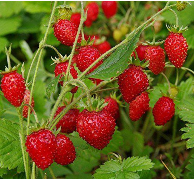 Земляника альпийская сорт Рюген, горшок P9