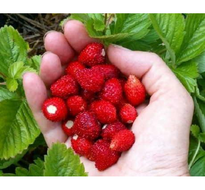 Земляника альпийская сорт Рюген, горшок P9