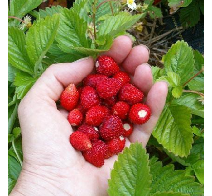 Земляника альпийская сорт Рюген, горшок P9