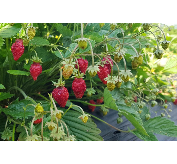 Земляника альпийская сорт Регина, 1 лет P9