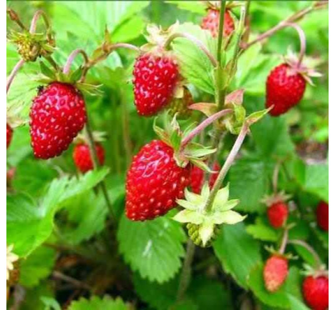 Саженцы земляники сорт Барон Солемахер, конт. 0.4 л