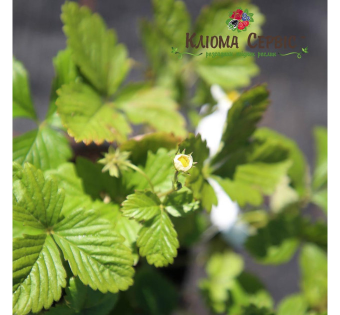 Саженцы земляники сорт Барон Солемахер, конт. 0.4 л