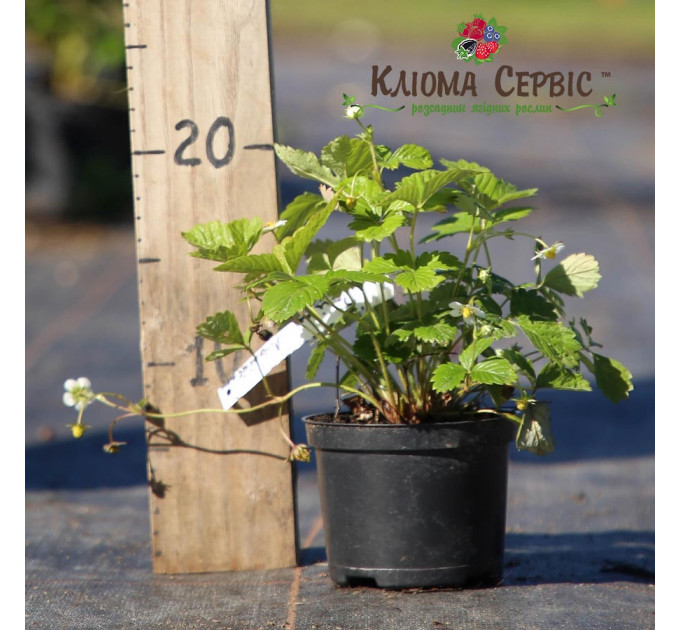 Саженцы земляники сорт Барон Солемахер, конт. 0.4 л