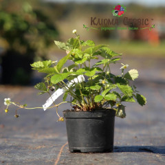 Саженцы земляники сорт Барон Солемахер, конт. 0.4 л