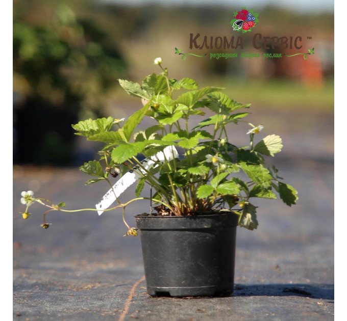 Саженцы земляники сорт Барон Солемахер, конт. 0.4 л