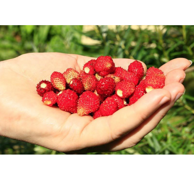 Саженцы земляники сорт Барон Солемахер, конт. P9