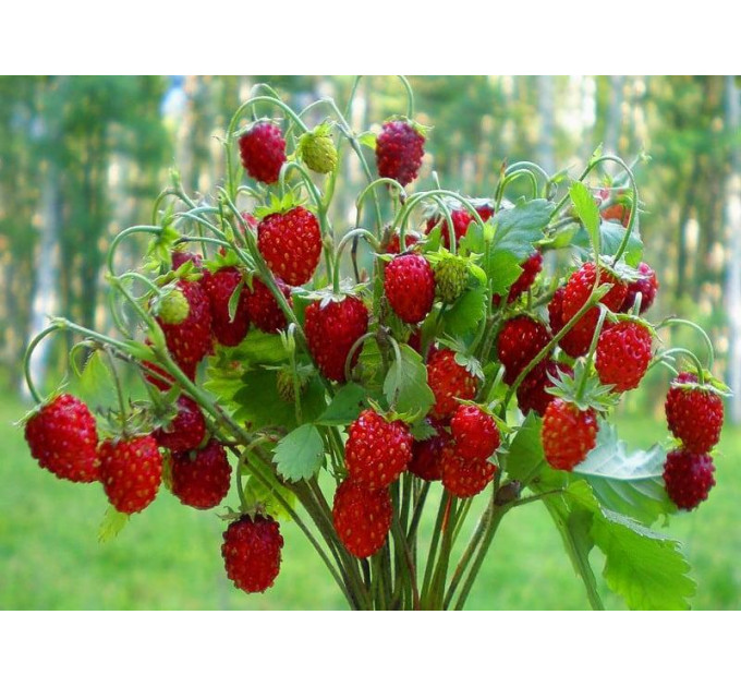 Саженцы земляники сорт Барон Солемахер, конт. P9