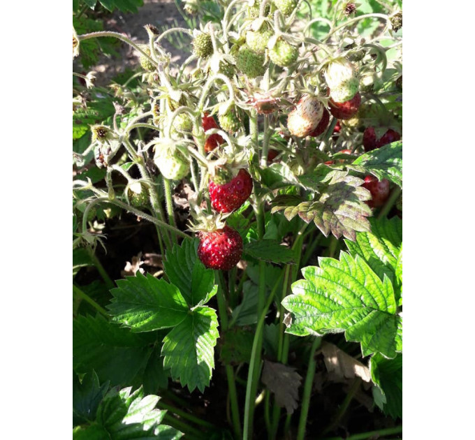 Саженцы земляники сорт Барон Солемахер, конт. P9