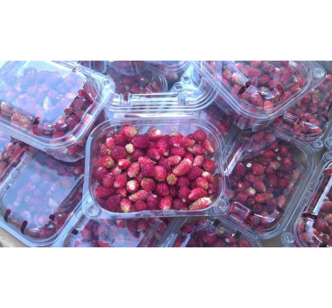 Саженцы земляники сорт Барон Солемахер, конт. P9