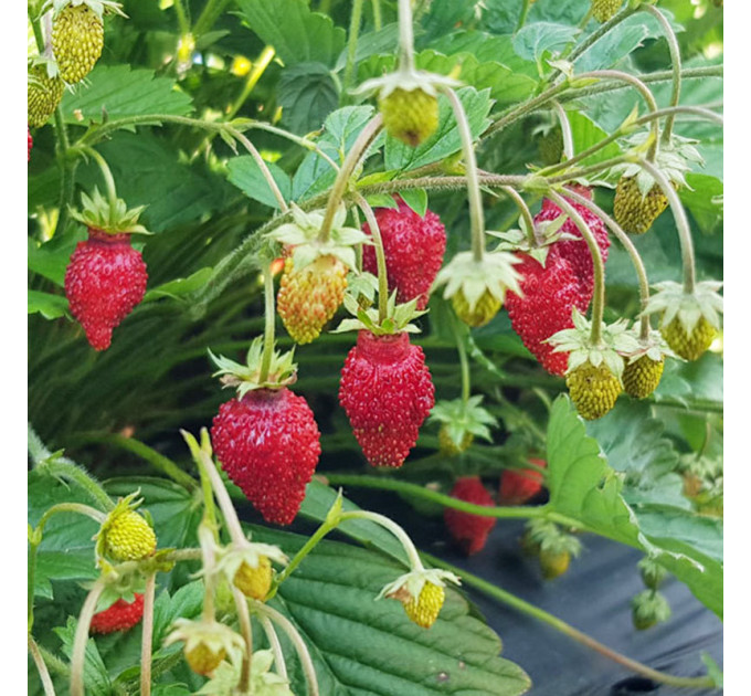 Земляника альпийская сорт Регина, горшок 3 л