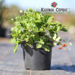 Земляника альпийская сорт Регина, горшок 3 л