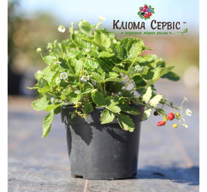 Земляника альпийская сорт Регина, горшок 3 л