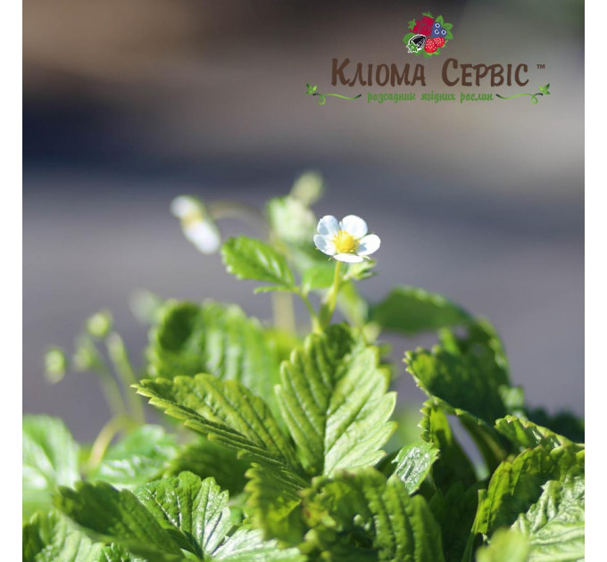 Земляника альпийская сорт Регина, горшок 3 л