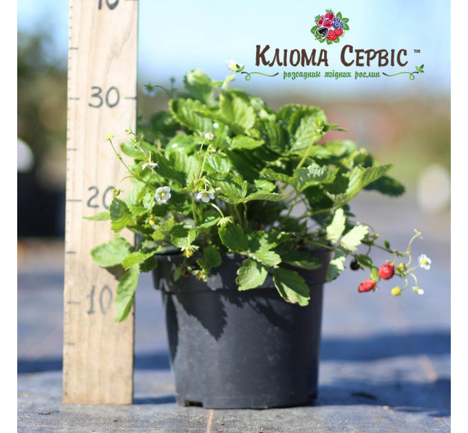 Земляника альпийская сорт Регина, горшок 3 л