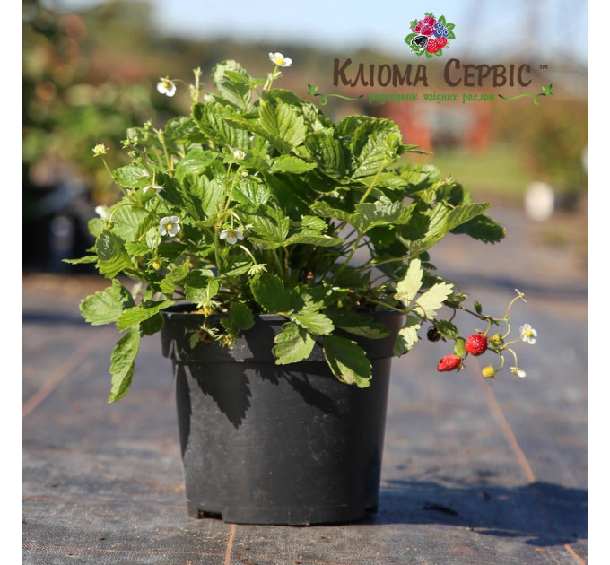 Земляника альпийская сорт Регина, горшок 3 л