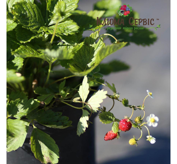 Земляника альпийская сорт Регина, горшок 3 л