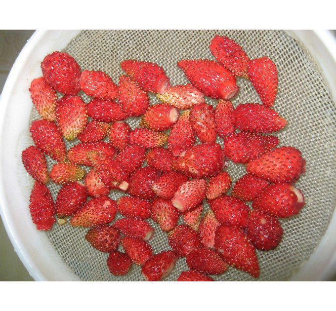 Земляника альпийская сорт Регина, 2 года 2 л