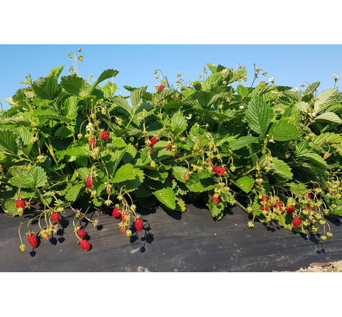 Земляника альпийская сорт Регина, 2 года 2 л