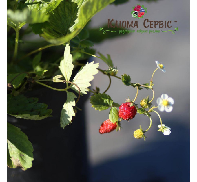 Земляника альпийская сорт Регина, 2 года 2 л