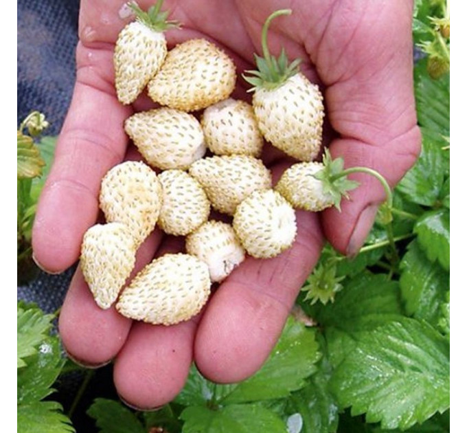 Земляника альпийская Вайт Соул, горшок P9