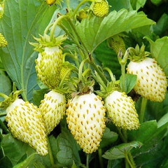 Земляника альпийская Вайт Соул, горшок P9