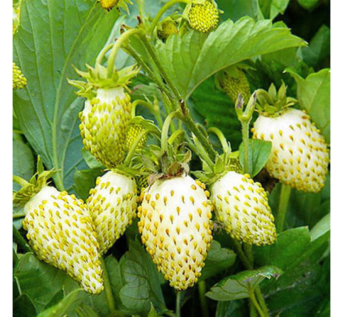 Земляника альпийская Вайт Соул, горшок P9