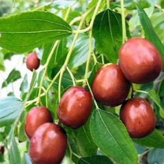 Саженцы зизифуса сорт Китайский 60, (полуупакованные) 1 лет