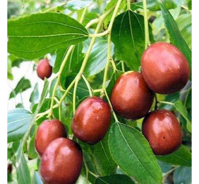 Саженцы зизифуса сорт Китайский 60, (полуупакованные) 1 лет