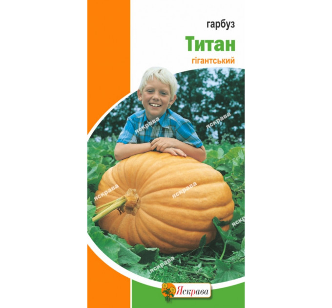 Насіння гарбуза сорт Титан , 3 гр