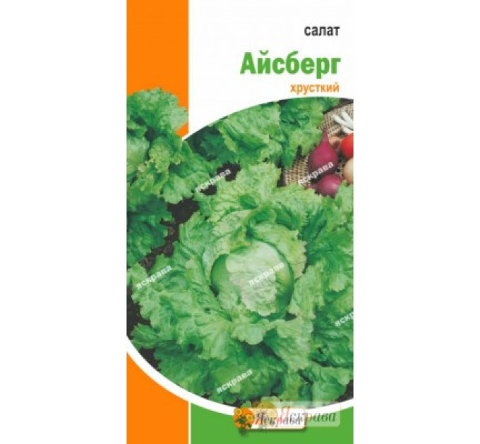 Насіння салату "Айсберг", 1 г