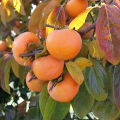 Саджанці хурми сорт Шарон 1 річні, напівупаковані