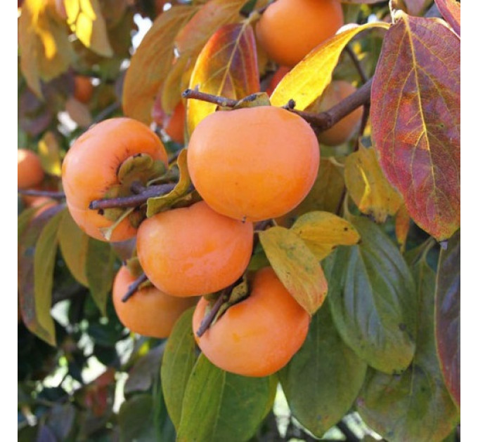 Саджанці хурми сорт Шарон 1 річні, напівупаковані