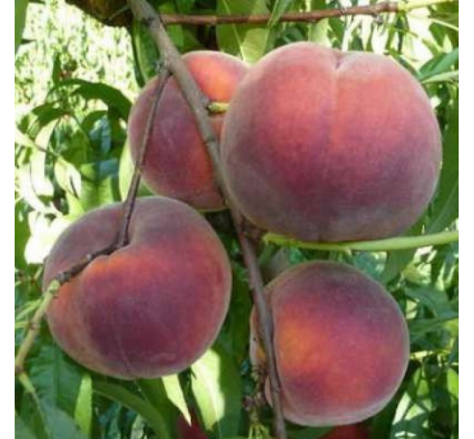 Саженцы персика сорт Роял Гри