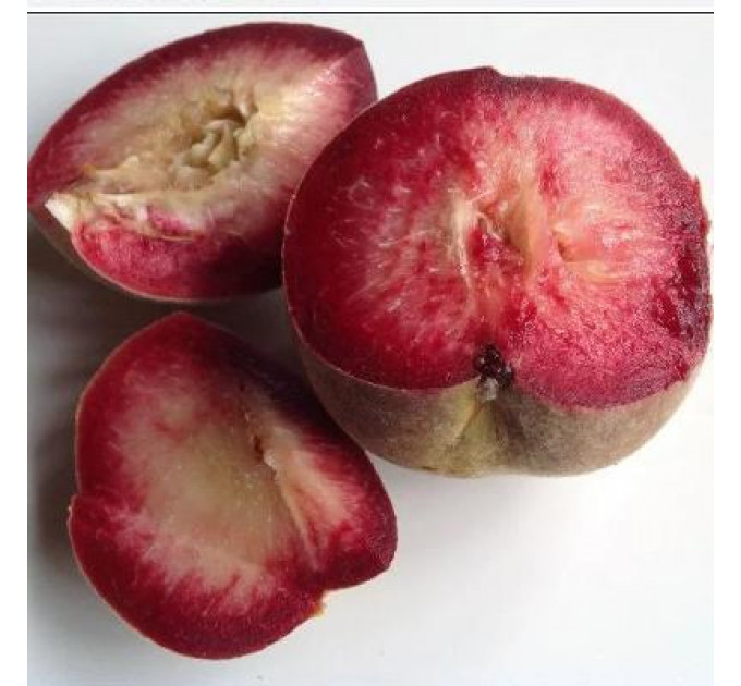 Саженцы персика сорт Блэк Бой (Black Boy), подвой миндаль