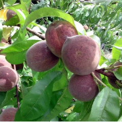 Саженцы персика сорт Блэк Бой (Black Boy), подвой миндаль