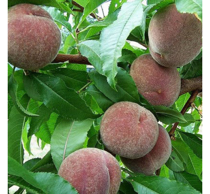 Саженцы персика сорт Блэк Бой (Black Boy), подвой миндаль