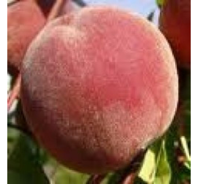 Персик среднепоздний сорт Флеминг Фюри 24 С Голд, подвой миндаль