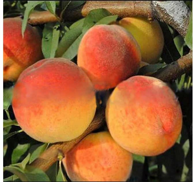 Саженцы персика среднепозднего сорт Вайн Голд, подвой алыча