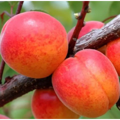 Саженцы абрикоса сорт Харлайн, подвой жердель