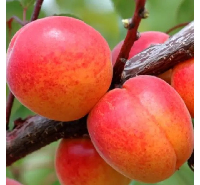 Саженцы абрикоса сорт Харлайн, подвой жердель