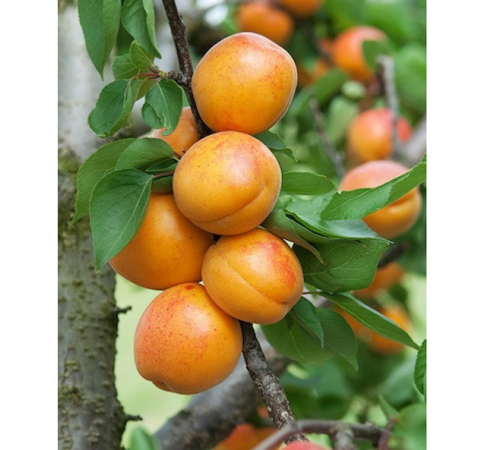 Саженцы абрикоса сорт Харлайн, подвой жердель