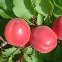 Абрикос средний сорт Биг Ред, подвой алыча