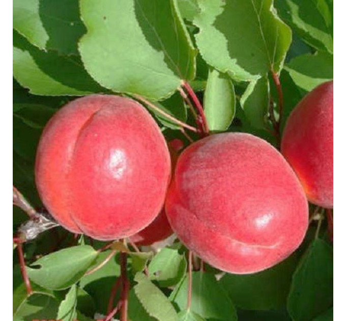 Абрикос средний сорт Биг Ред, подвой алыча