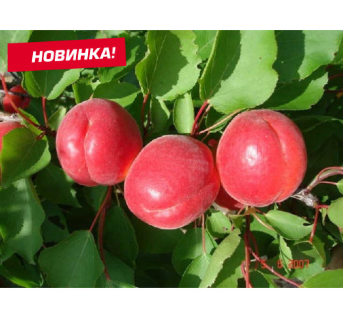 Абрикос средний сорт Биг Ред, подвой алыча