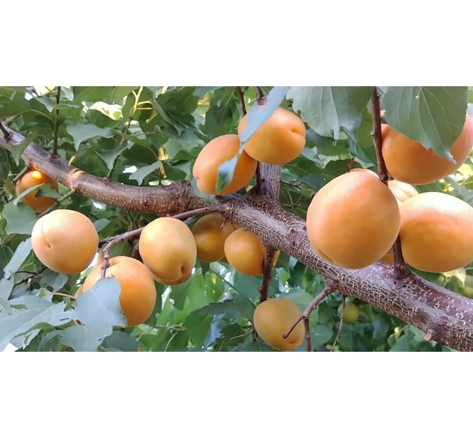 Абрикос сорт Сандроп (Sandrop)