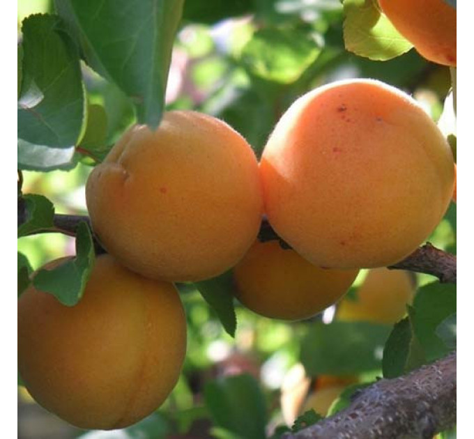 Абрикос сорт Сандроп (Sandrop)