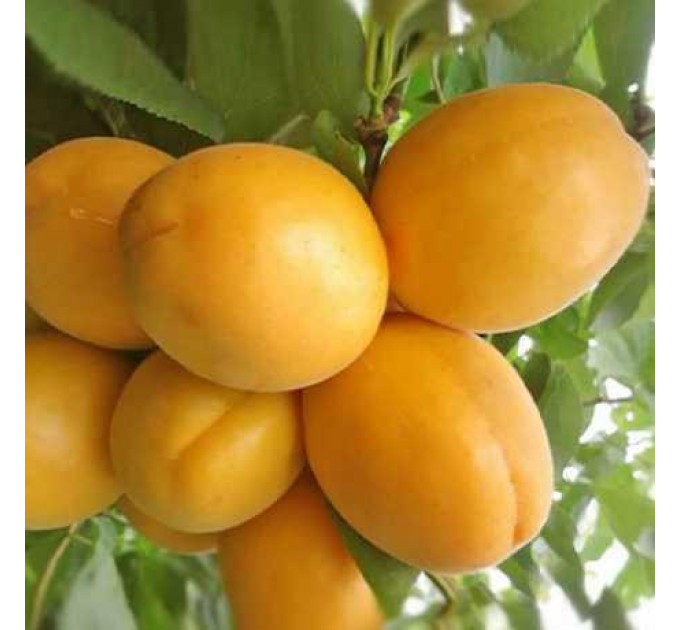 Саженцы абрикоса Голд Рич