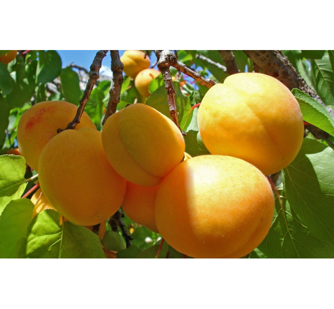 Саженцы абрикоса Голд Рич